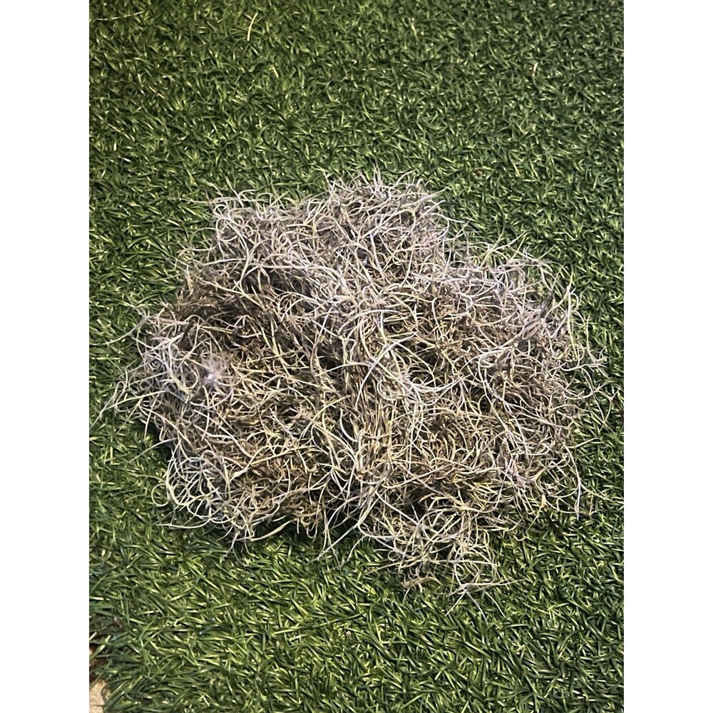 1 Gallon Bag (12 oz) LIVE SPANISH MOSS Florida Crafts/Arrangements/Mulch